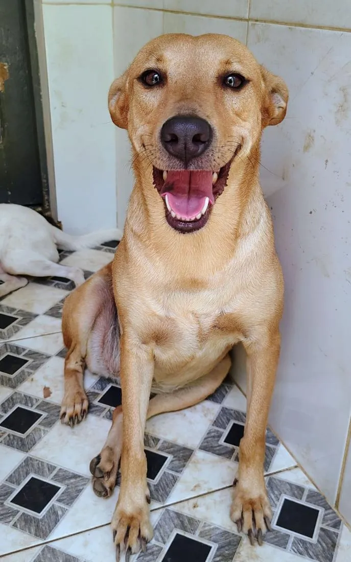 Cachorro raça SRD-ViraLata idade 1 ano nome cães 01