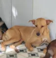 cães 01