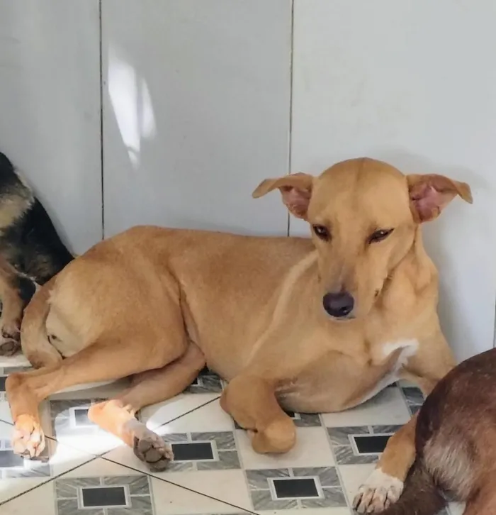 Cachorro raça SRD-ViraLata idade 1 ano nome cães 01