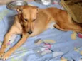 cães 01