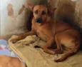 cães 01