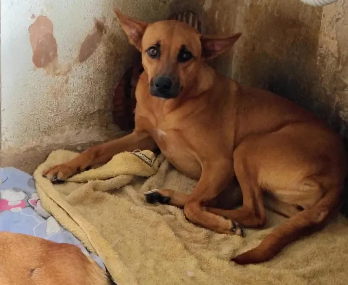 Cachorro raça SRD-ViraLata idade 1 ano nome cães 01