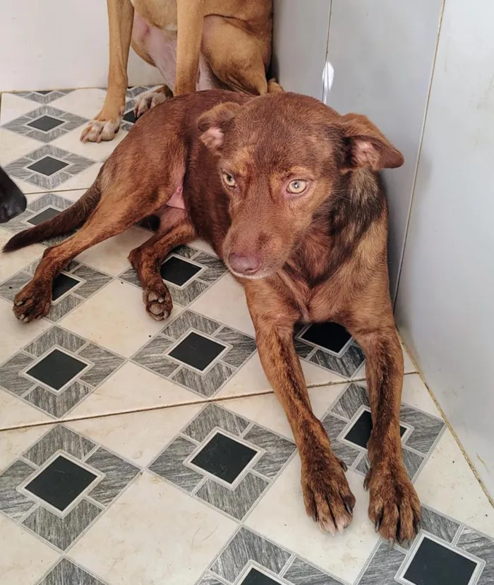 Cachorro raça SRD-ViraLata idade 1 ano nome cães 01