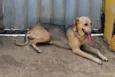 cães 01