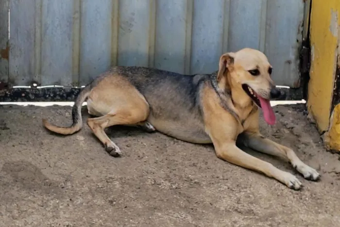 Cachorro raça SRD-ViraLata idade 1 ano nome cães 01