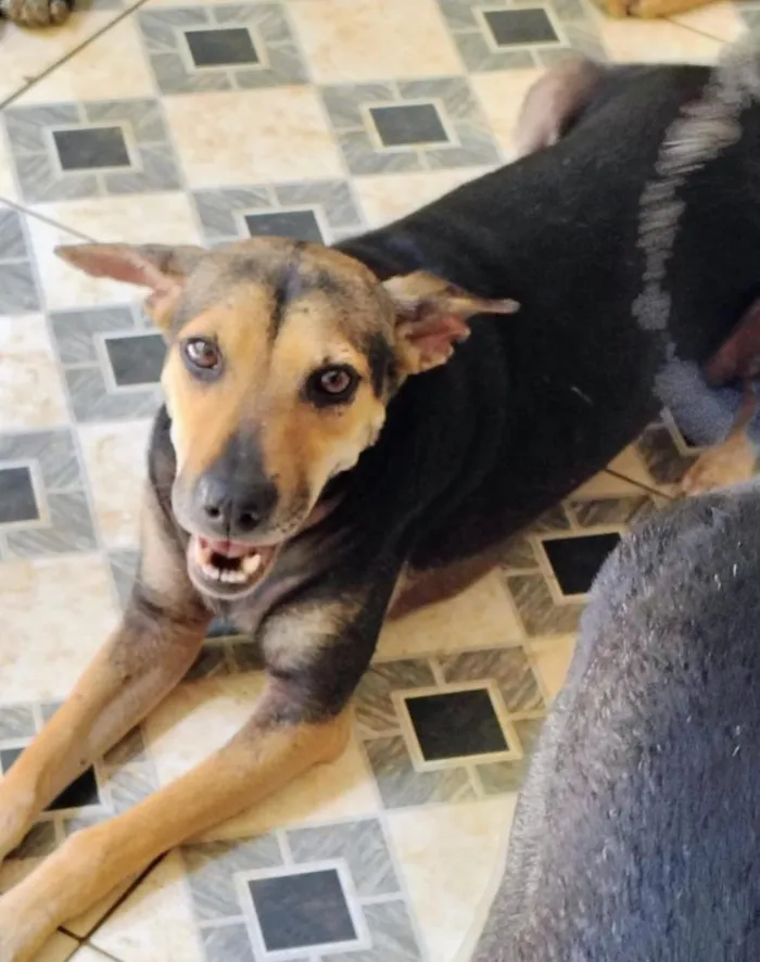 Cachorro raça SRD-ViraLata idade 1 ano nome cães 01