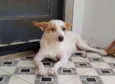 cães 01