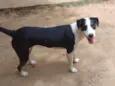 cães 01