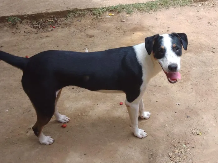 Cachorro raça SRD-ViraLata idade 1 ano nome cães 01