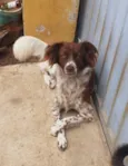 cães 01