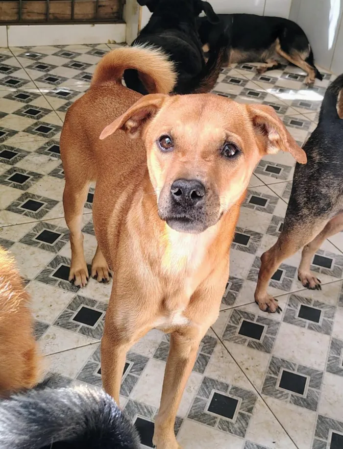 Cachorro raça SRD-ViraLata idade 1 ano nome cães 01