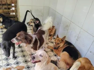 Cachorro raça SRD-ViraLata idade 1 ano nome cães 01
