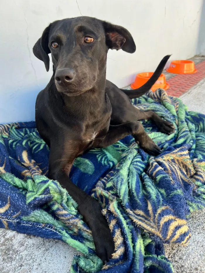 Cachorro raça SRD-ViraLata idade 1 ano nome cacau