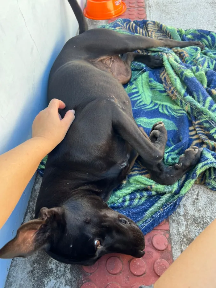 Cachorro raça SRD-ViraLata idade 1 ano nome cacau