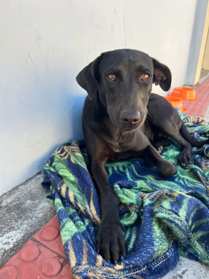 Cachorro raça SRD-ViraLata idade 1 ano nome cacau