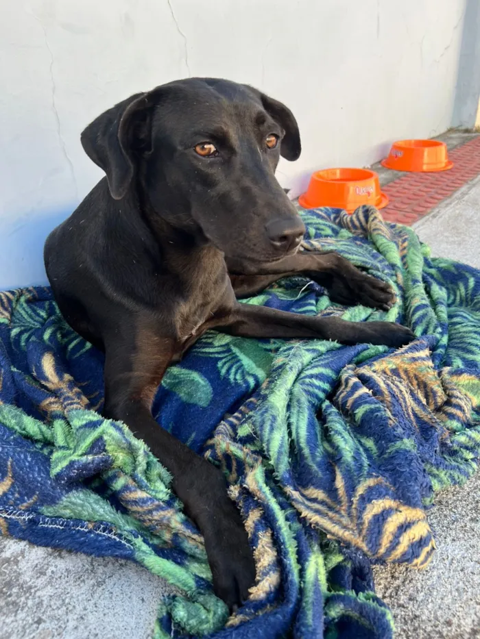 Cachorro raça SRD-ViraLata idade 1 ano nome cacau