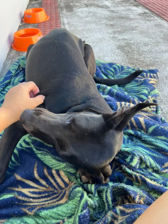 Cachorro raça SRD-ViraLata idade 1 ano nome cacau