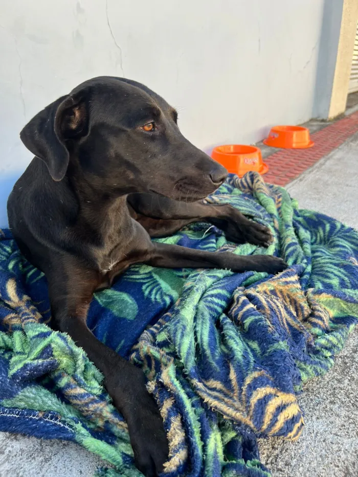 Cachorro raça SRD-ViraLata idade 1 ano nome cacau