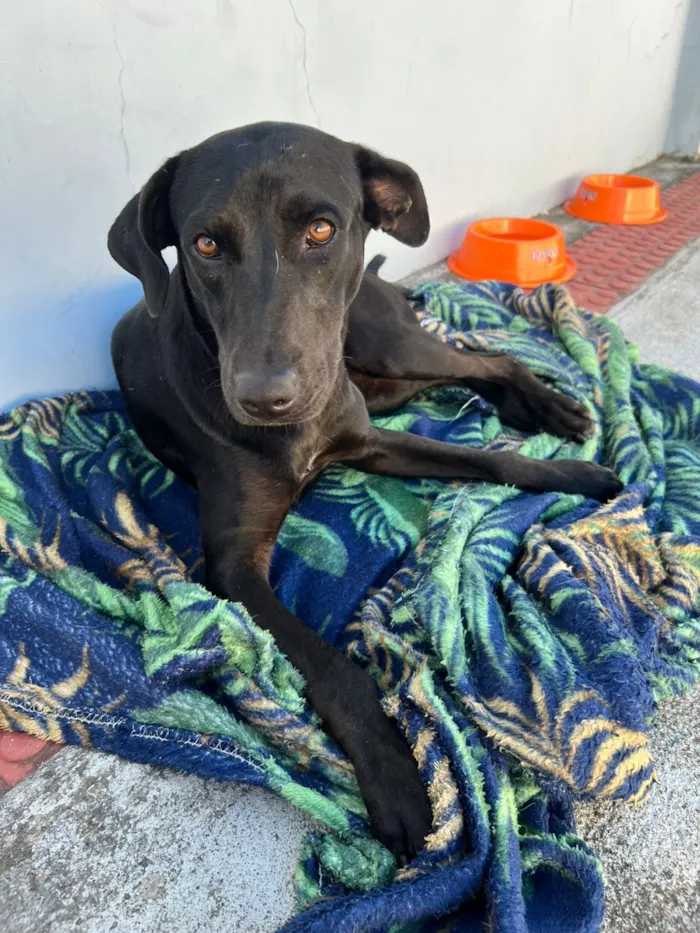 Cachorro raça SRD-ViraLata idade 1 ano nome cacau