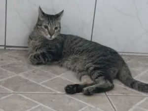 Gato raça SRD-ViraLata idade 7 a 11 meses nome selvagem 