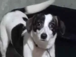 Cachorro raça SRD-ViraLata idade 2 a 6 meses nome Pandora