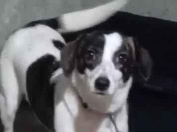 Cachorro raça SRD-ViraLata idade 2 a 6 meses nome Pandora
