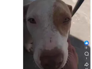 Cachorro raça Pit-Bull idade 7 a 11 meses nome Gabriel