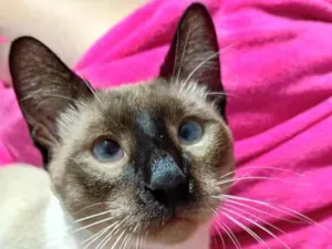 Gato raça Siamês idade 7 a 11 meses nome Tadeu