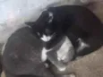 Lila e Safira