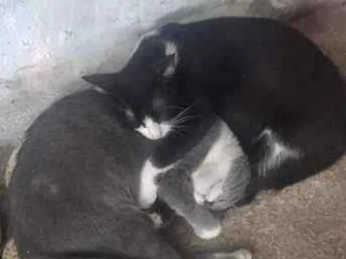 Gato raça SRD-ViraLata idade 7 a 11 meses nome Lila e Safira