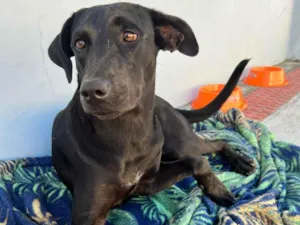 Cachorro raça SRD-ViraLata idade 1 ano nome cacau