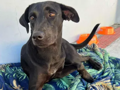 Cachorro raça SRD-ViraLata idade 1 ano nome cacau