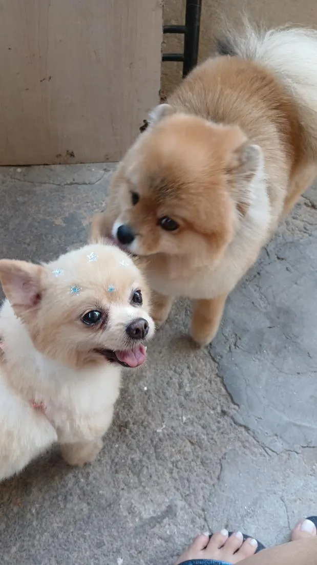 Cachorro raça  idade 5 anos nome Stark e Lisboa 