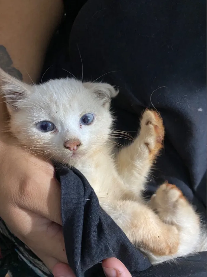 Gato raça SRD-ViraLata idade Abaixo de 2 meses nome não tem nome!! 