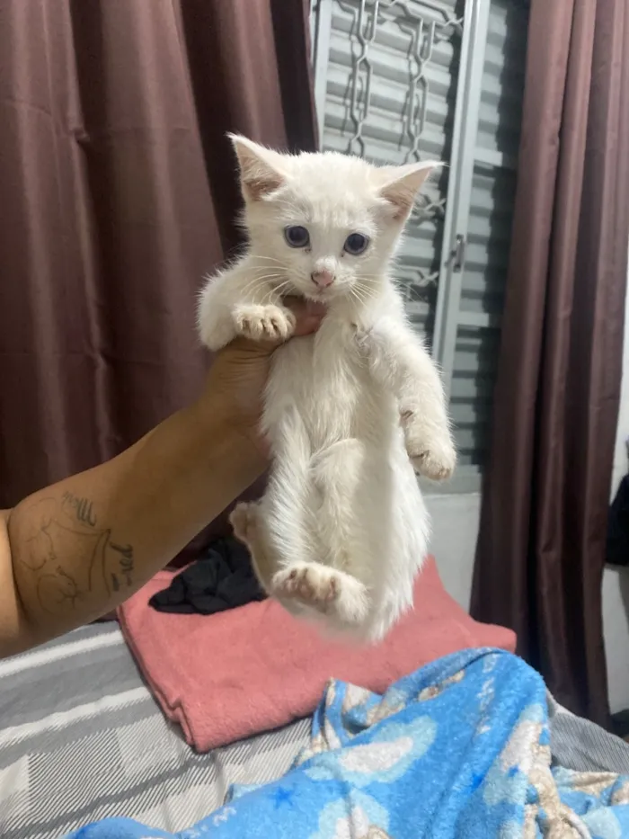 Gato raça SRD-ViraLata idade Abaixo de 2 meses nome não tem nome!! 
