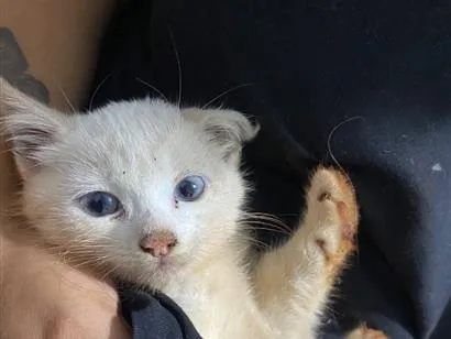 Gato raça SRD-ViraLata idade Abaixo de 2 meses nome não tem nome!! 