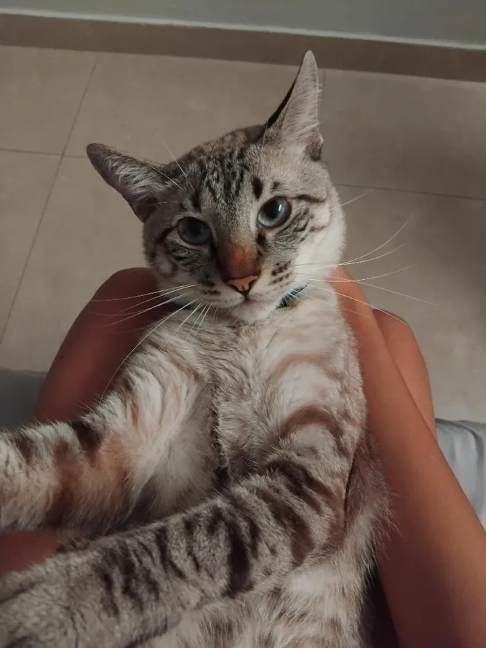 Gato raça SRD-ViraLata idade 2 anos nome Pixane