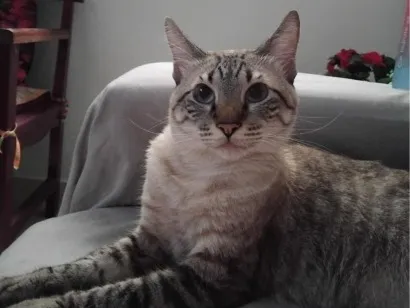 Gato raça SRD-ViraLata idade 2 anos nome Pixane