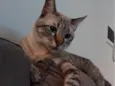 Pixane