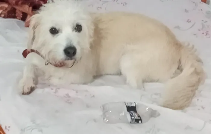 Cachorro raça SRD-ViraLata idade 4 anos nome baby