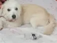 baby