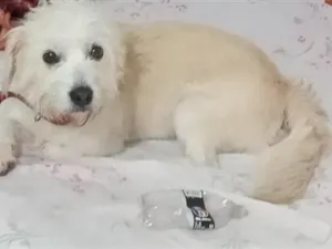 Cachorro raça SRD-ViraLata idade 4 anos nome baby