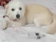 baby