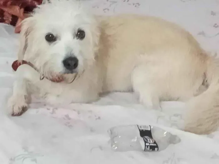 Cachorro raça SRD-ViraLata idade 4 anos nome baby