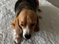 Harry (Beagle)