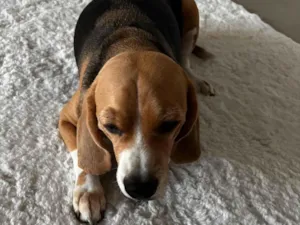 Cachorro raça SRD-ViraLata idade 6 ou mais anos nome Harry (Beagle)