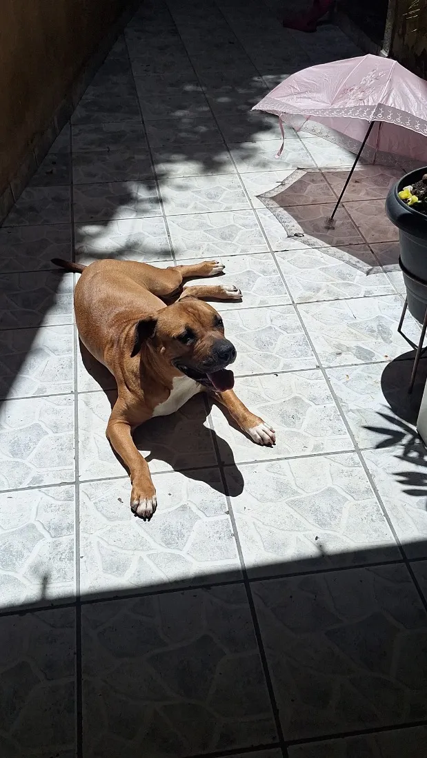 Cachorro raça Pit-Bull idade 6 ou mais anos nome Kyra