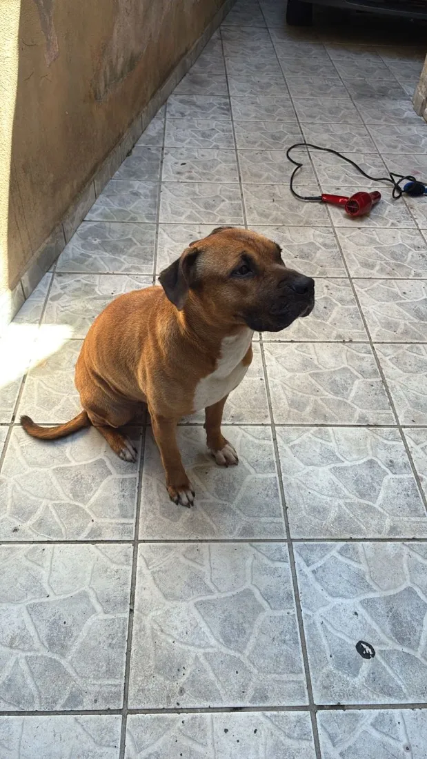 Cachorro raça Pit-Bull idade 6 ou mais anos nome Kyra