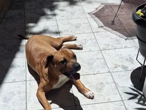 Cachorro raça Pit-Bull idade 6 ou mais anos nome Kyra
