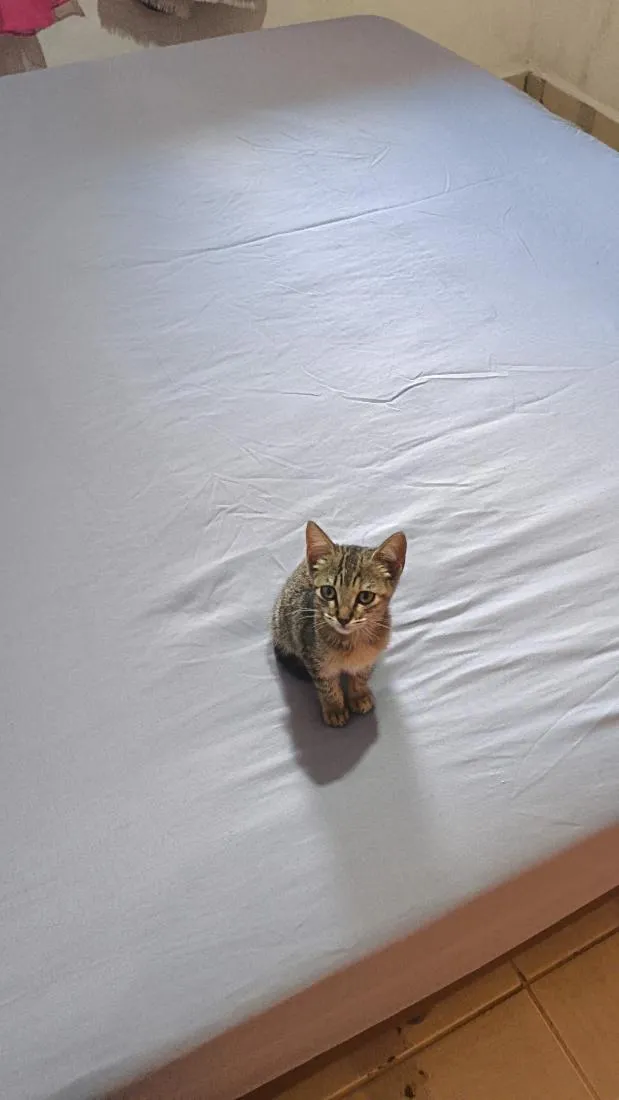 Gato raça SRD-ViraLata idade 2 a 6 meses nome filó 